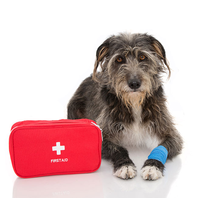 dog walking injury