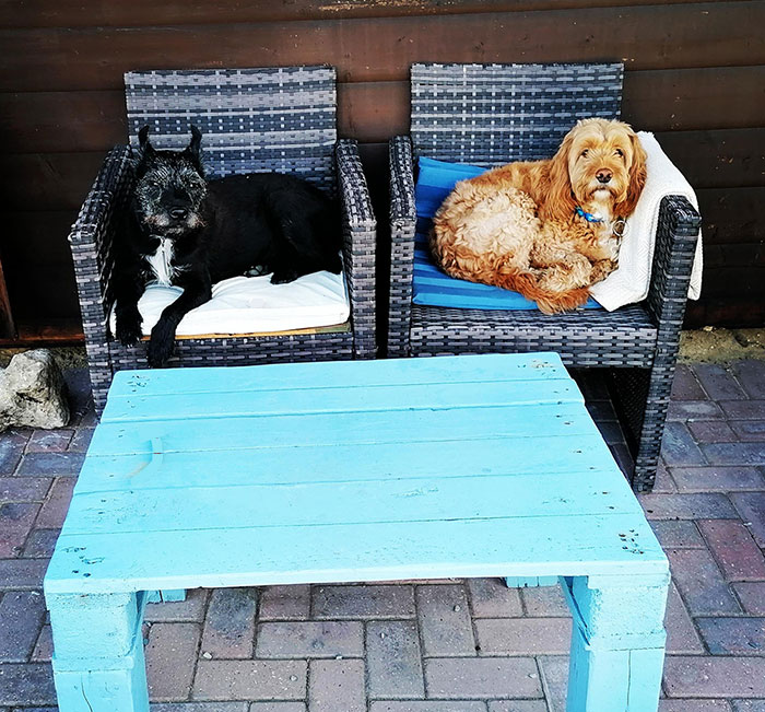 Housesitting / Dogsitting
